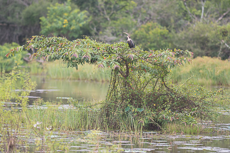 Indische Slangenhalsvogel